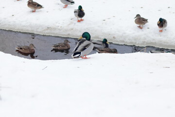 A group of ducks on the bank of the winter river.