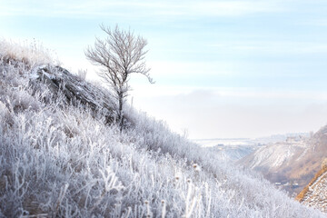 Frosty sunny morning, a lonely tree with frost on the Avilovy mountains.
