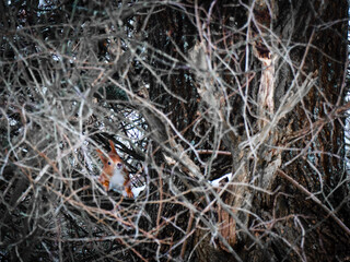 Eichhörnchen im Baum