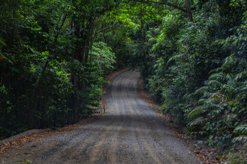 In the jungle of Daintree National Park in Queensland, Australia