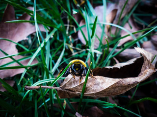 Hummel auf Blatt im Frühling