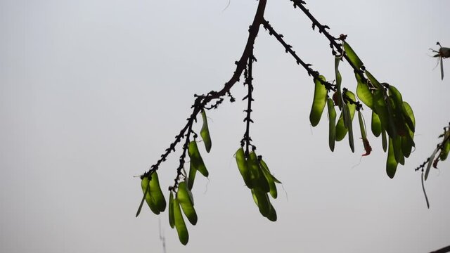 Palash flower green seed pods are swaying in the spring wind.