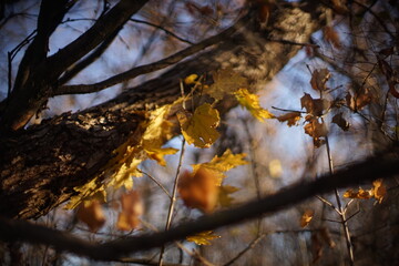 Old autumn yellow maple leaves on a branches in the sunny forest. Blurred background, art focus
