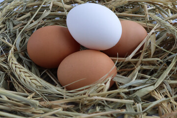 Organic eggs on dry grass