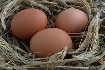 Organic eggs on dry grass