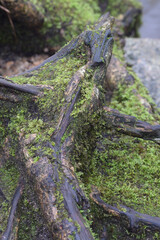 Tree roots and Moss Bodmin Moor Cornwall