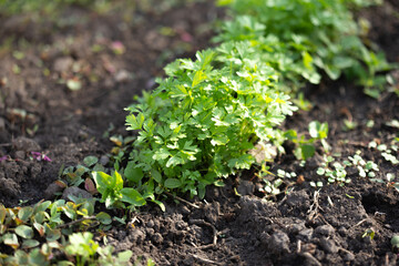 Spring young garden parsley growing on soil. Flat leaf parsley in garden row in spring.