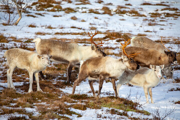 Reindeer on winter pasture - Location Helgeland coast,Helgeland,Nordland county,Norway,scandinavia,Europe