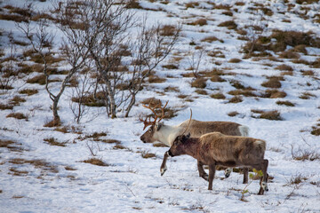 Reindeer on winter pasture - Location Helgeland coast,Helgeland,Nordland county,Norway,scandinavia,Europe