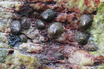 Limpets growing in a cove at Tintagel cornwall