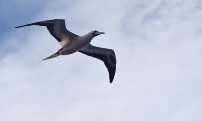 Seabird Masked, Blue-faced Booby (Sula dactylatra) flying over the blue and calm ocean. Seabird is hunting for flying fish jumping out of the water.