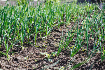Green garlic grows in the ground in spring, close up. Organically grown garlic plantation in the vegetable garden. Vegetable beds with garlic overgrown with weeds