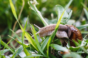 Helix pomatia also Roman snail, Burgundy snail, edible snail or escargot. Snail Muller gliding on the wet leaves. Large white mollusk snails with brown striped shell, crawling on vegetables.