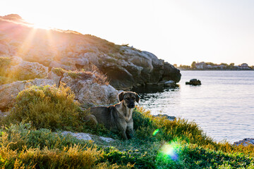 a small stray dog sits on a rocky beach by the sea at sunrise