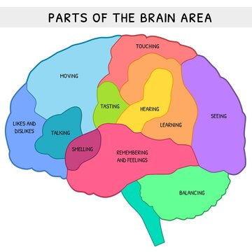 inside brain function