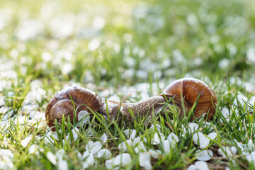 Helix pomatia (Roman snail, Burgundy snail, edible snail, escargot) is a species of large, edible, air-breathing land snail. Gastropods. Two land snails during mating. Fauna of Ukraine