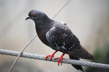 pigeon on a wire