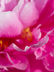 Obraz na płótnie Canvas Pink pion petal background. Peony plant. Springtime. Vertical photo.