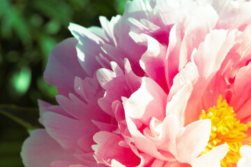 Pink pion petal background. Peony plant. Springtime. Vintage close up. Sunlight.
