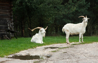 Two white goats