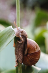 Helix pomatia also Roman snail, Burgundy snail, edible snail or escargot. Snail Muller gliding on the wet leaves. Large white mollusk snails with brown striped shell, crawling on vegetables.