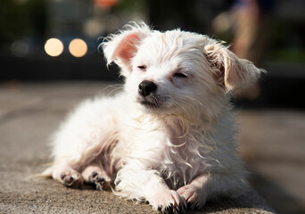 Sleepy dog with long white hair lying on sidewalk