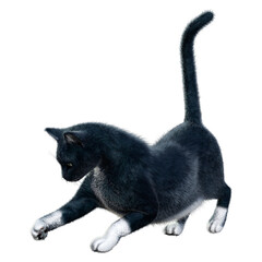 3D Rendering Black Cat on White