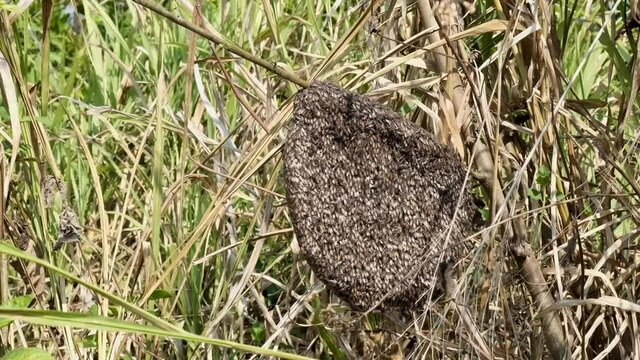 Mim or small bees that nest on branches in the forest.Close up