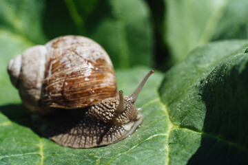Helix pomatia also Roman snail, Burgundy snail, edible snail or escargot. Snail Muller gliding on the wet leaves. Large white mollusk snails with brown striped shell, crawling on vegetables.