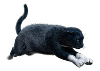 3D Rendering Black Cat on White