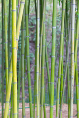 Bamboo trunk texture