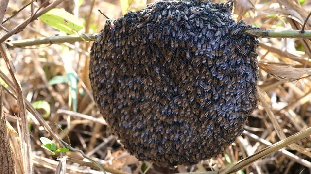 Mim  or small bees that nest on branches in the forest.Close up