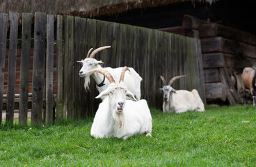 Three white goats near wooden fence