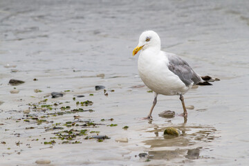 Gaviota en playa