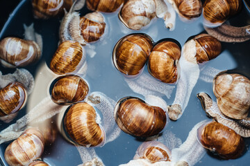 Grape snails in pan with water. Escargot traditional french snail dish. View from above. Grape Snail Delicacy. Preparing snails for cooking.