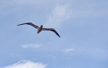 Seabird Masked, Blue-faced Booby (Sula dactylatra) flying over the blue and calm ocean. Seabird is hunting for flying fish jumping out of the water.