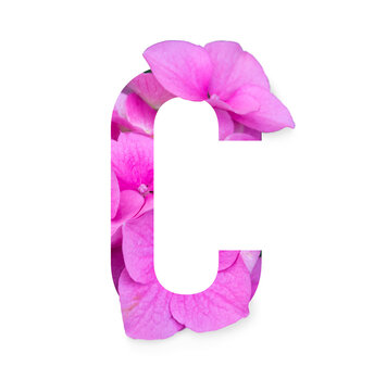 letter C of the floral alphabet with a beautiful pink hydrangea flower isolated on a white background