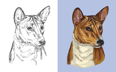 Vector illustration portrait of cute dog Basenji