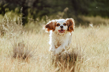 Beautiful brown and white king charles cavalier spaniel running through long grass