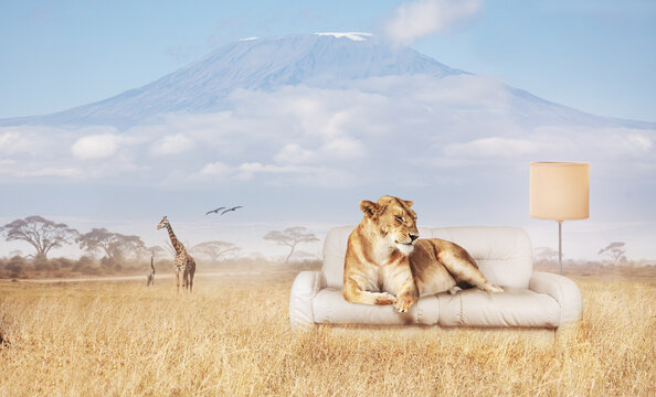 Lion rest on sofa in savannah with Kilimanjaro mountain on background - mixed media
