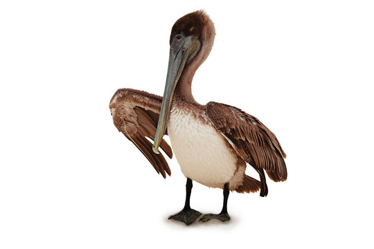 Photo of standing Pelican bird pelecanus occidentalis isolated on white