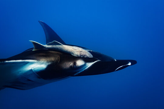 Side photo of the manta ray with attached remora fish