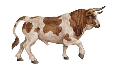 taureau, corne, tauromachie, mammifère, roux et blanc, vache, sauvage, faune, bétail, ferme, fond blanc, brun, nature, mollet, debout, agriculture, fourrure,