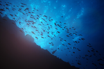 Large group, school of small fishes swim against shining water surface - Powered by Adobe