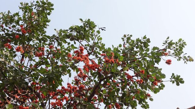 The red-orange Palash flowers have blossomed in the Palash tree. Flowers background.  4k Video.