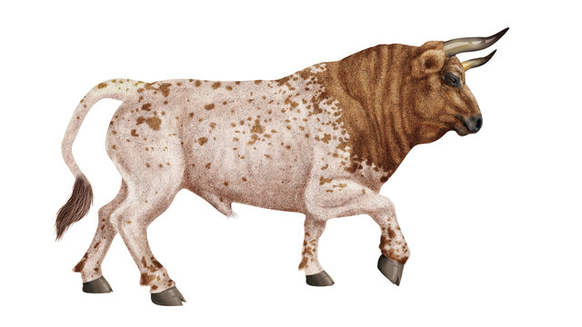 52 Best Roux Et Blanc Images Stock Photos Vectors Adobe Stock