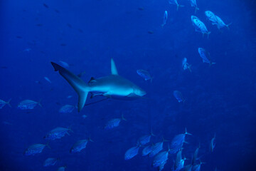 Galapagos or requiem shark, swim in the school of small fishes deep underwater