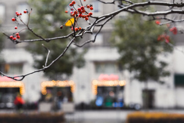 Fototapete bei efototapeten.de bestellen   