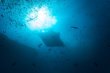 Front photo of beautiful Manta ray in the school of fishes in the sunlight swimming underwater