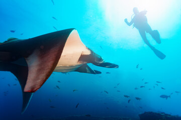 Side photo of beautiful Manta ray in the sunlight swimming near diver